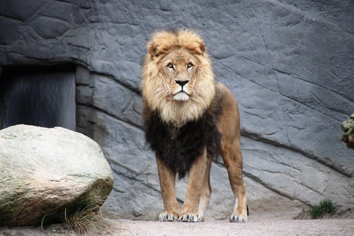 Lion quotes- featured image
