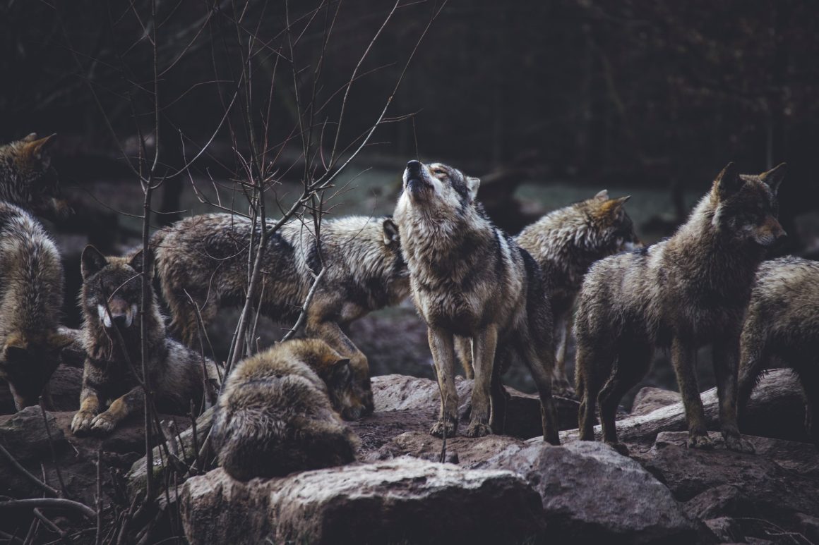 Wolf quotes- featured image