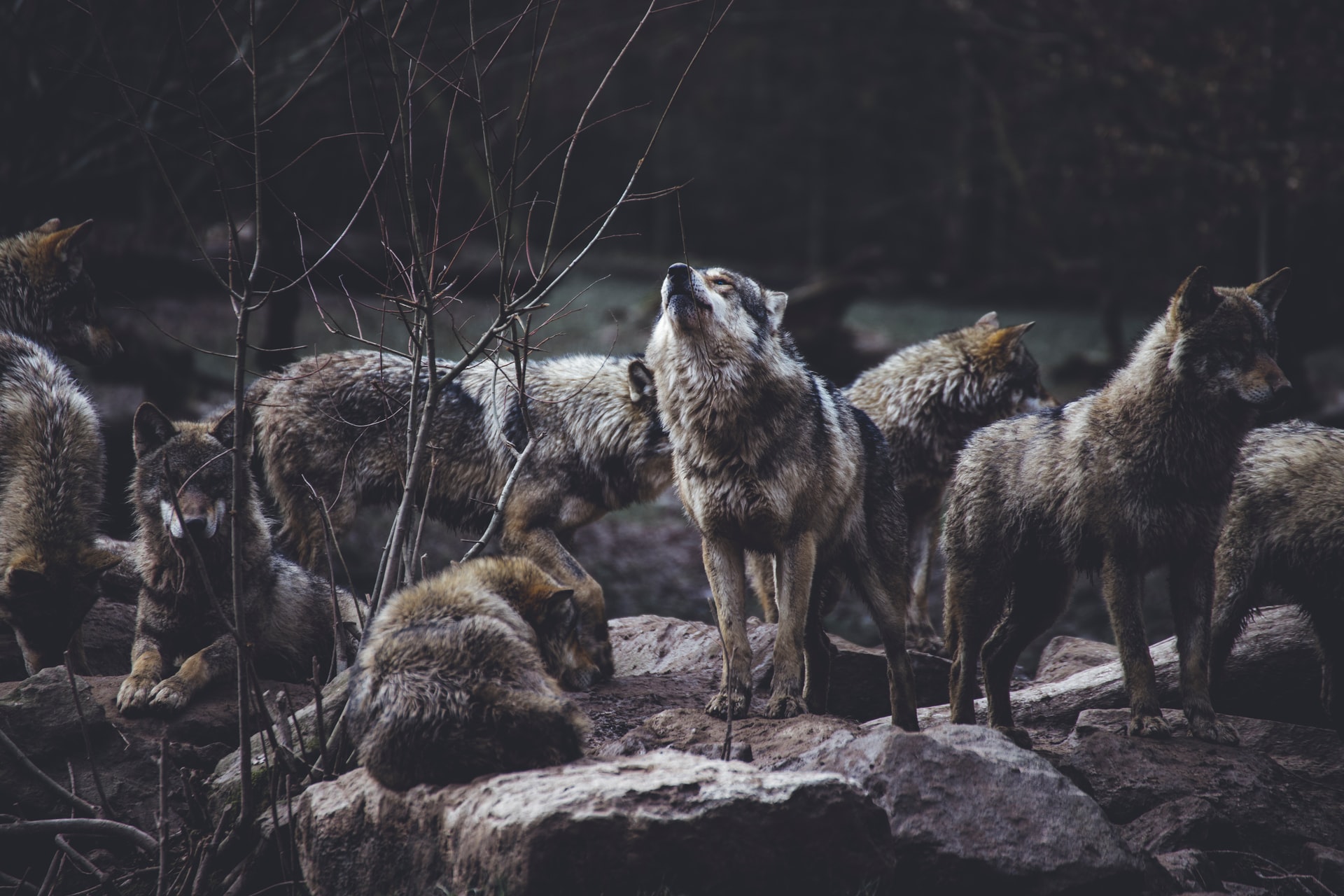 43 Furious Wolf Quotes And Sayings For You To Know – Code of Living